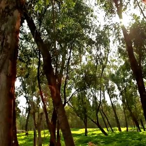 Summer Home Rattan Floor Mat Tatami Carpet Japanese Rattan Mat Bamboo Student Dormitory Mat