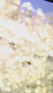 RENDA GIVER WARNA MILO 15 YARD PER METER