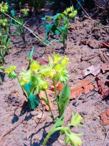 ว่านจูงนางสีเหลือง หรือดอกลิลลี่ป่า เป็นกล้วยไม้ดินชนิดหนึ่ง