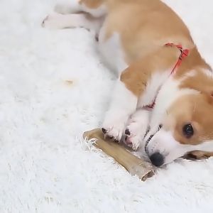 Royal Dog Rawhide Pressed Bone Chewing Natural Farm Rich Protein Vitamin Dog Knotted Treats Snacks Dental Chew 宠物狗磨牙棒