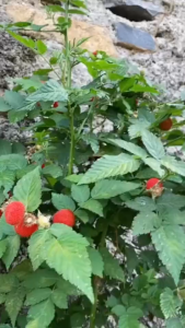 Daun Arbei hutan segar / Obat Herbal daun Boboretean 100% Organik Alami