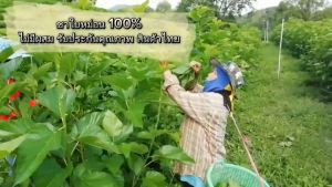 ชาใบหม่อน ภูดอย มาตรฐานอินทรีย์คัดสรร ชงง่าย รับประกันสินค้าไทย สมุนไพรลดไขมันและความดัน