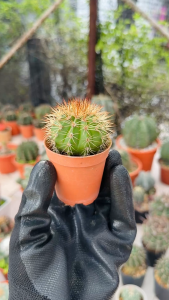 Echinocactus Grusonii | Baby Golden Barrel Cactus (Seeding/ 实生金琥宝宝仙人掌