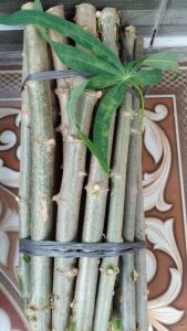 bibit daun singkong sayur murah panjang 25cm