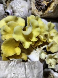 baglog tiram kuning termurah