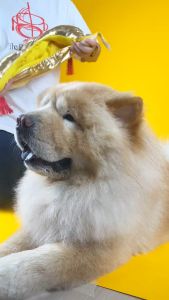 เครื่องหัวตรุษจีน ก้อนทองล่ำซำ Chinese New Year 2024 หมวกสัตว์เลี้ยง | CLAWSET.BKK