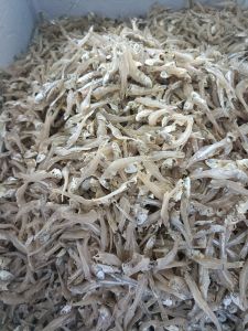 💥พร้อมส่ง ปลาจิ้งจังตากแห้ง ปลากระตักแห้ง ขนาด 2-3 ซม. ไม่ขม เค็มน้อย  แคลเซียม  (บรรจุ 1  กิโลกรัม  220 บาท )