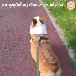 ถุงซื้อ สายจูงสุนัขใหญ่ พร้อมสายรัดอก เชือกไนล่อนถัก เกรดเงา 3สี