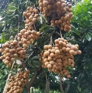 Bibit Buah Unggul Kelengkeng New 🌱Cocok Untuk Di Pot Maupun Di Lahan Bibit Semua Sudah Berbuah Pengen Buahnya Tinggal Metik Didepan Rumah Loh  Pembayaran Bisa COD Bayar DiRumah Jadi Aman Yuk Di Cekout
