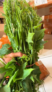 Daun Labu Siam Segar / Pucuk Labu Siam Segar 100% Organik Langsung Dipetik Dari Kebun