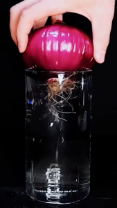 Siêu kích rễ MGO 70ml phân bón đậm đặc kích dễ phục hồi cây dùng ươm phôi giâm chiết cành cây bonsai và các loại