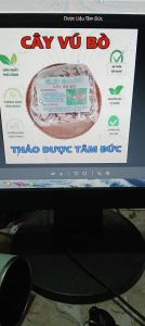 100g cây vú bò sấy khô