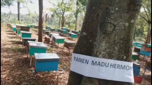 Madu Hermon - Madu Randu Raw Murni dan Organik 350 gr (Sertifikat P-IRT)