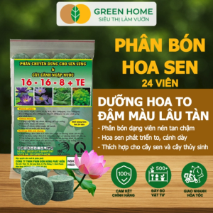 Mua 5 tặng 1 - Phân Bón Hoa Sen Greenhome Vỉ 24 Viên Cây Thuỷ Sinh Ngập Nước Cho Hoa To Hoa Đậm Màu Lâu Tàn Tốt Lá