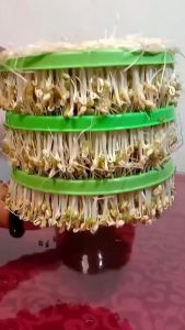 Máy làm giá đỗ gieo mầm tự động phun nước 3 tầng Connie A323B sản lượng cao 200g đỗ cho 1.5kg giá