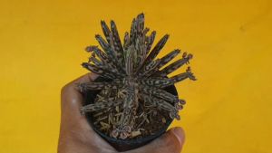 ต้นไม้อวบน้ำ กุหลาบหิน คาลันโช ทูบิโฟลา Kalanchoe Tubiflora - ต้นไม้หุ่นพืช ผ้ามืด เครื่องประสบการณ์ สารต่าง ๆ