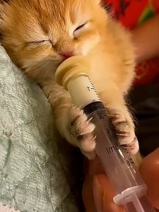 ราคาส่ง ไซริงค์ สลิง กระบอกฉีดยา 30/60มล. ป้อนอาหารนก ล้างจมูก ดูดน้ำมัน จัดส่งจริง