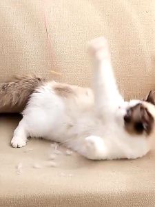 Roll Pembersih Bulu Kucing/Anjing PET HAIR REMOVAL