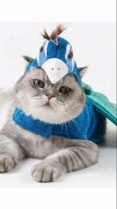 [สินค้าราคาพิเศษ] ชุดหมาแมวแฟนซี ชุดนกยูงน้อยพร้อมหมวก สีฟ้า One Size | CLAWSET.BKK