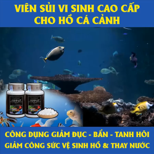 Combo 200viên Trắng Aqua Men Vi Sinh Bể Cá – Vi Sinh Làm Trong Nước Hồ Cá Phân Hủy Chất Hữu Cơ Hỗ Trợ Xử Lý Amoniac Nitrit Khử Mùi Tanh