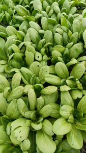 เมล็ดพันธุ์ กวางตุ้งฮ่องเต้บลูม่า (ซองรีเทลและซองม่วง)