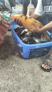 Essen Royal Oplosan Melon Apel: Sabun Paling Ampuh untuk Ikan Mas