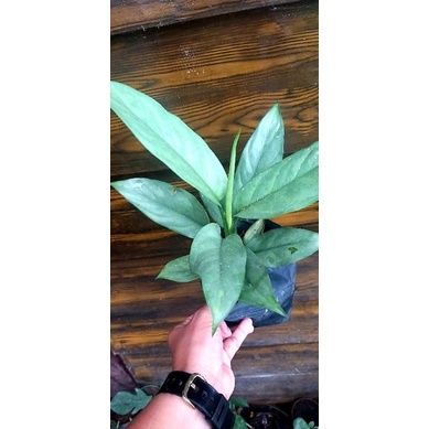 hanging mint plant 4
