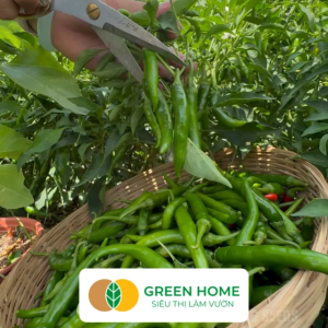 Hạt Giống Ớt Chỉ Thiên Greenhome Gói 01gr Sai Trái Siêu Cay Dễ Trồng Quanh Năm Nảy Mầm Cao Thu Hoạch Nhanh Năng Suất G10