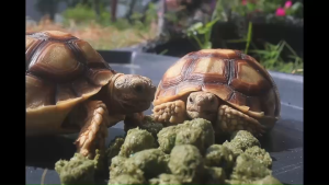 King Turtle: อาหารหลักสำหรับเต่าบกทุกสายพันธุ์