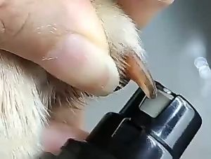 Dog and Cat Pet Nail Grinding Knife Trimmer Electric Professional Beauty Set USB Charging Pet Electric Nail Grinding Knife