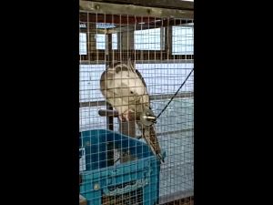 Magnifica Stainless Steel Perch Toy for Birds & Parrots (sold per piece)