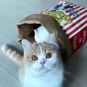 Cute Pets Cats Dogs Kraft Paper Popcorn Paper Bag Ins New Style Korean Creative Educational Cat Teasing Toy