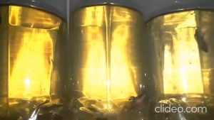 Spirulina Powder Bubuk Platensis Isi Berat Bersih 10 Gram 10gr 10gram