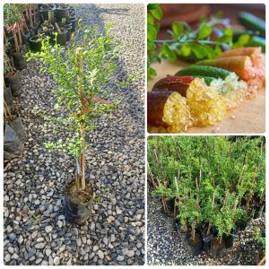 ต้นมะนาวคาเวียร์/ต้นมะนาวนิ้วมือ ไม้พุ่ม ใบเล็กเขียวตามกิ่งก้านใบ เนื้อผลให้รสเปรี้ยว มีกลิ่นหอม มักใช้ปรุงแต่งรสชาติและกลิ่นอาหารให้มีรสชาติอร่อย