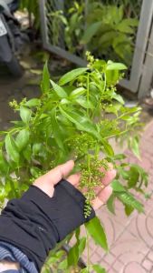 Gốc cóc sẵn hoa