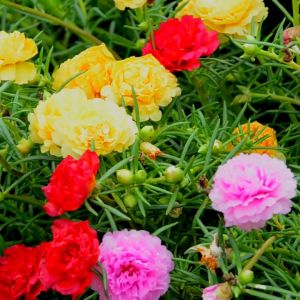 Real Life Plants Japanese Rose Drought-Tolerant Succulent with Colorful Blooms Perfect for Gardens