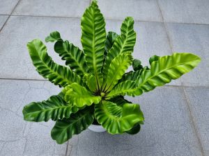 เฟริ์นคอบบร้า *จัดส่งพร้อมกระถางสีดำ* 6นิ้ว