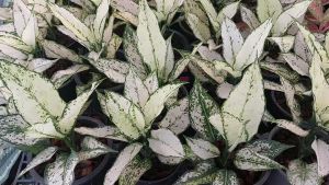 สยามพารากอน อโกลนีมา ขาวสวย! ฟอร์มสวย คุณภาพล้นกระถาง ราคาดีถูกที่สุด ส่งทั้งต้นพร้อมกระถาง ขนาด 5-6 นิ้ว อโกลนีมา ราคา อโกลนีมา ซื้อที่ไหน - Lazada