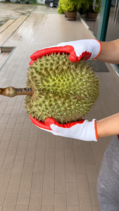 ถุงมือผ้าเคลือบยางพารา สีแดง ยกโหล (12 คู่) | ถุงมือกันบาด กันลื่น ทนสารเคมี งานก่อสร้าง จับทุเรียน