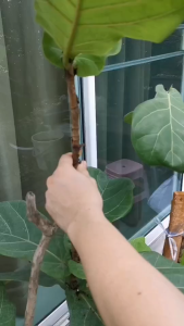 ตูมตอนกิ่ง ตอนกิ่ง มีที่ล็อคในตัว ตูมตอนพลาสติก แบบหนา (มี 3 ประเภท) ขนาด ขาวโปร่ง แข็งแรง ทนทาน สามารถใช้ส่งได้ คุณปรับขนาด 3 ขนาด เพื่อพัฒนาระดับตัวเอง