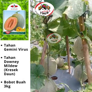 Benih Bibit Biji Melon Cantaloupe New MADESTA 40 Butir Cap Panah Merah Rock Melon Orange