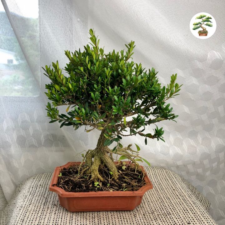 90s Greenovation Live Plant Buxus Bonsai 黄杨盆栽- Lazada | Lazada