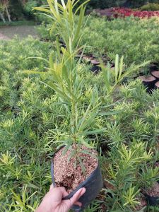 Maki Plant (Podocarpus macrophyllus)
