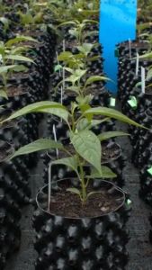 JIRIFARM - Air Pruning Pot Tanaman Pohon Buah Tabulampot Root Controller Container 20x20cm 6Liter
