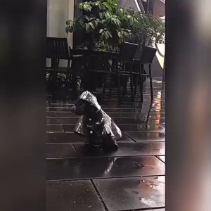 Jas Hujan Rompi Anjing Kucing anti hujan badai petir tetap bersih tidak masuk angin