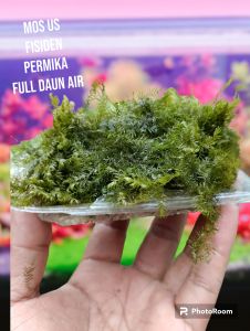 tanaman aquascape MOS us fisiden per mika hiasan aquarium