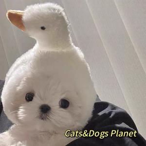 Pet Duck Headwear Hat Gold And Silver Gradient Blue White Dog Costume Change Photography Props Cats And Dogs Universal Size
