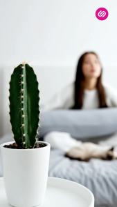 SiamLatex หมอนบอดี้เย็น รุ่น Meno หมอนข้างเอนกประสงค์ขนาดใหญ่ เนื้อผ้า เย็น สบาย ระบายอากาศได้ดี