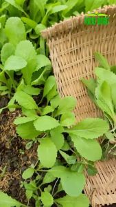 Hạt giống Cải Xanh Ăn Non RADO 638 Túi 20g(~2000 hạt) Thu hoạch sau 7-15 ngày|Hạt giống Rạng Đông