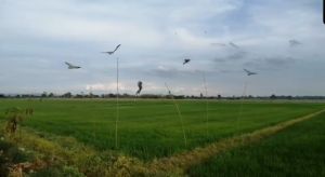 เพื่อน ว่าวไล่นก 🦅 110 x 45 ซม เหยี่ยวไล่นก ที่ไล่นก ไล่นกพิราบ ไล่นกที่ระเบียง ว่าวนกอินทรีย์ ว่าวไล่ศัตรูพืช